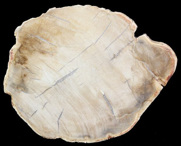 Petrified Wood (Araucaria) Slice - Madagascar #41398